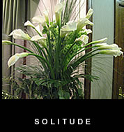 Accompanying - Solitude